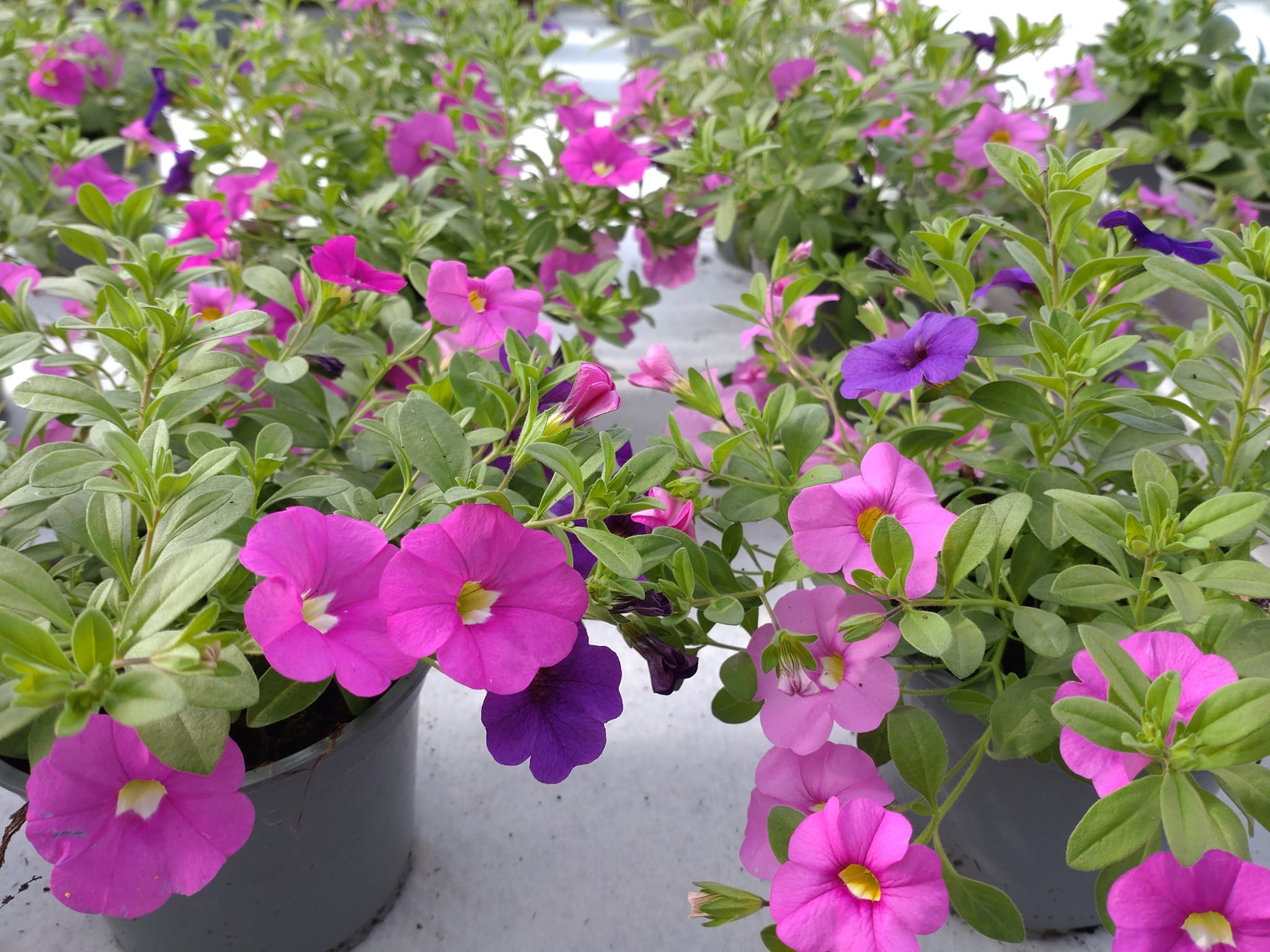Sommarplantor
